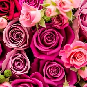 Meet your Posher, Diva ny